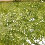 しそジェノベーゼパスタソース