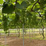green-grape-field-etegami